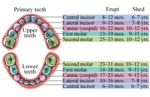 baby teeth chart